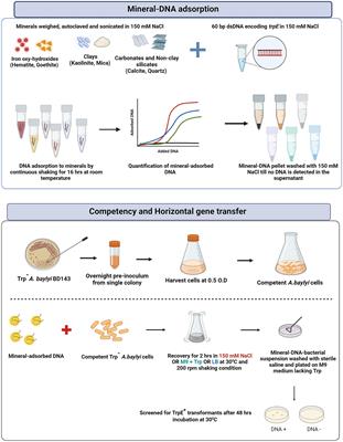 Recurrence and propagation of past functions through mineral facilitated horizontal gene transfer